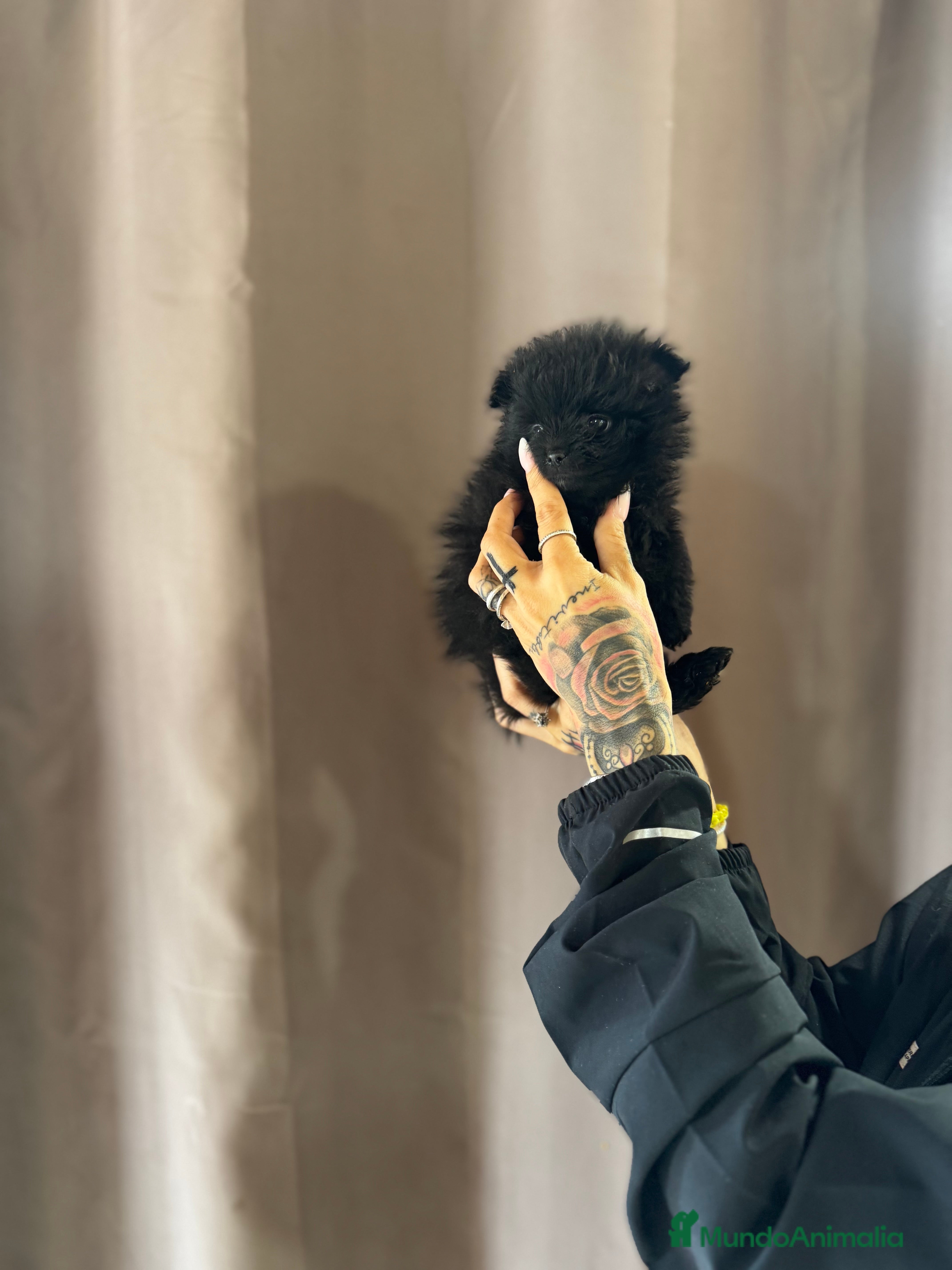 Pomerania perros Pomerania de categoría superior en Illes Balears - Anuncio 2