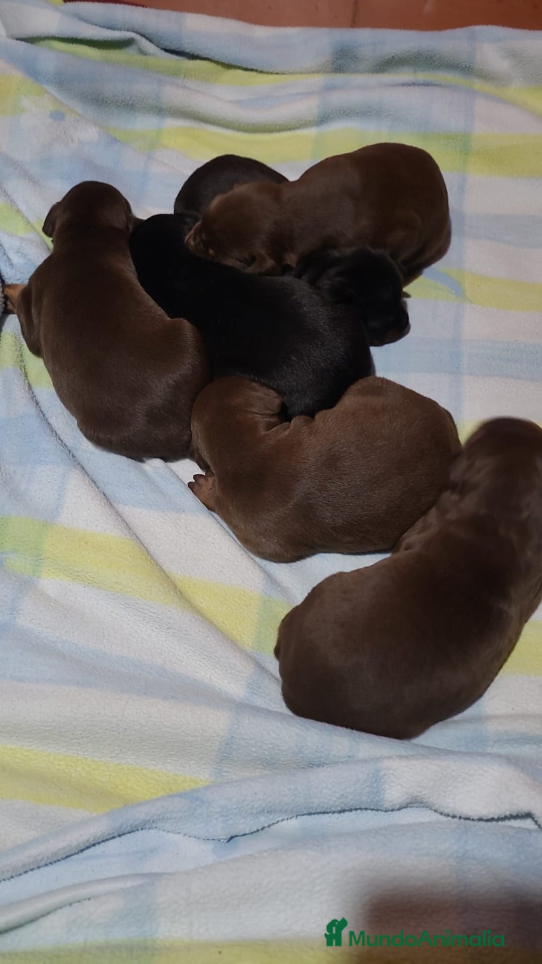 Dobermann perros en venta: Doberman  - Anuncio 4