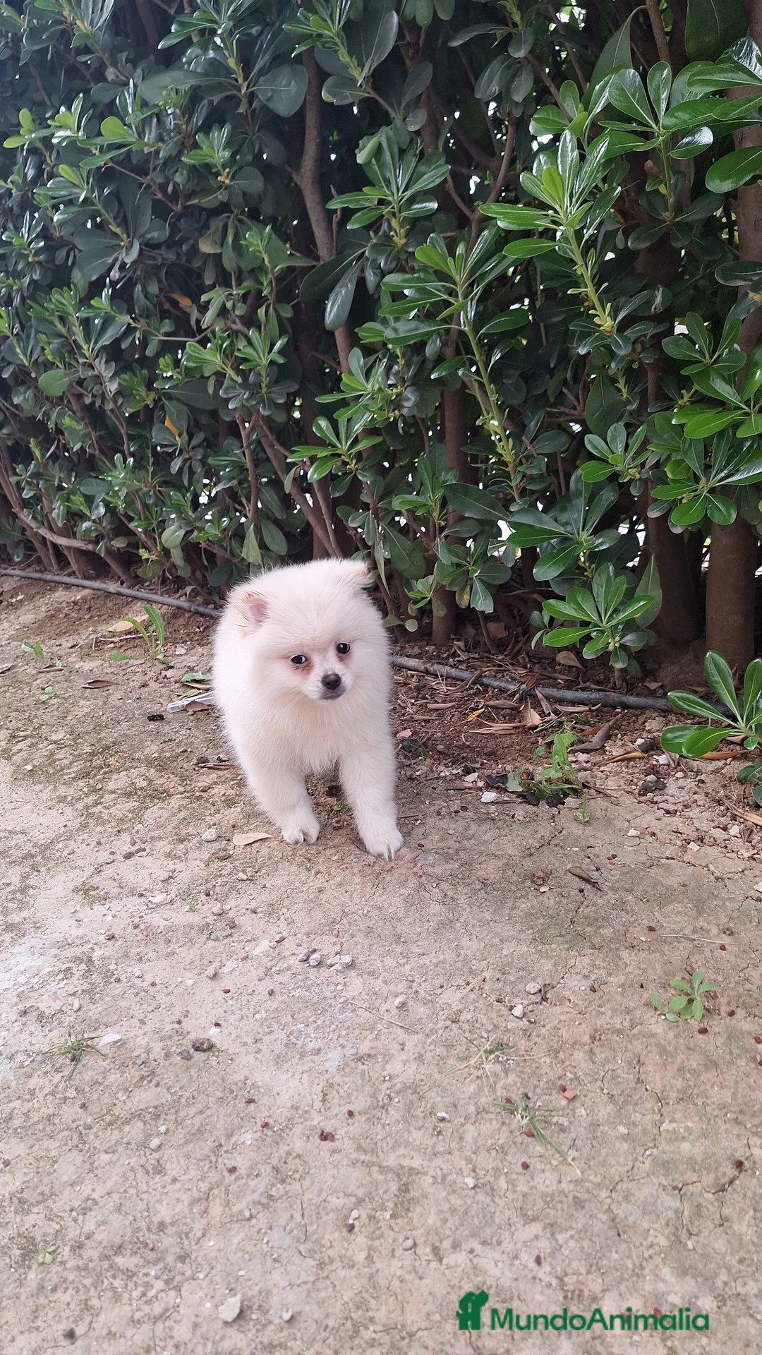 Pomerania perros en venta: Pomerania  - Anuncio 3