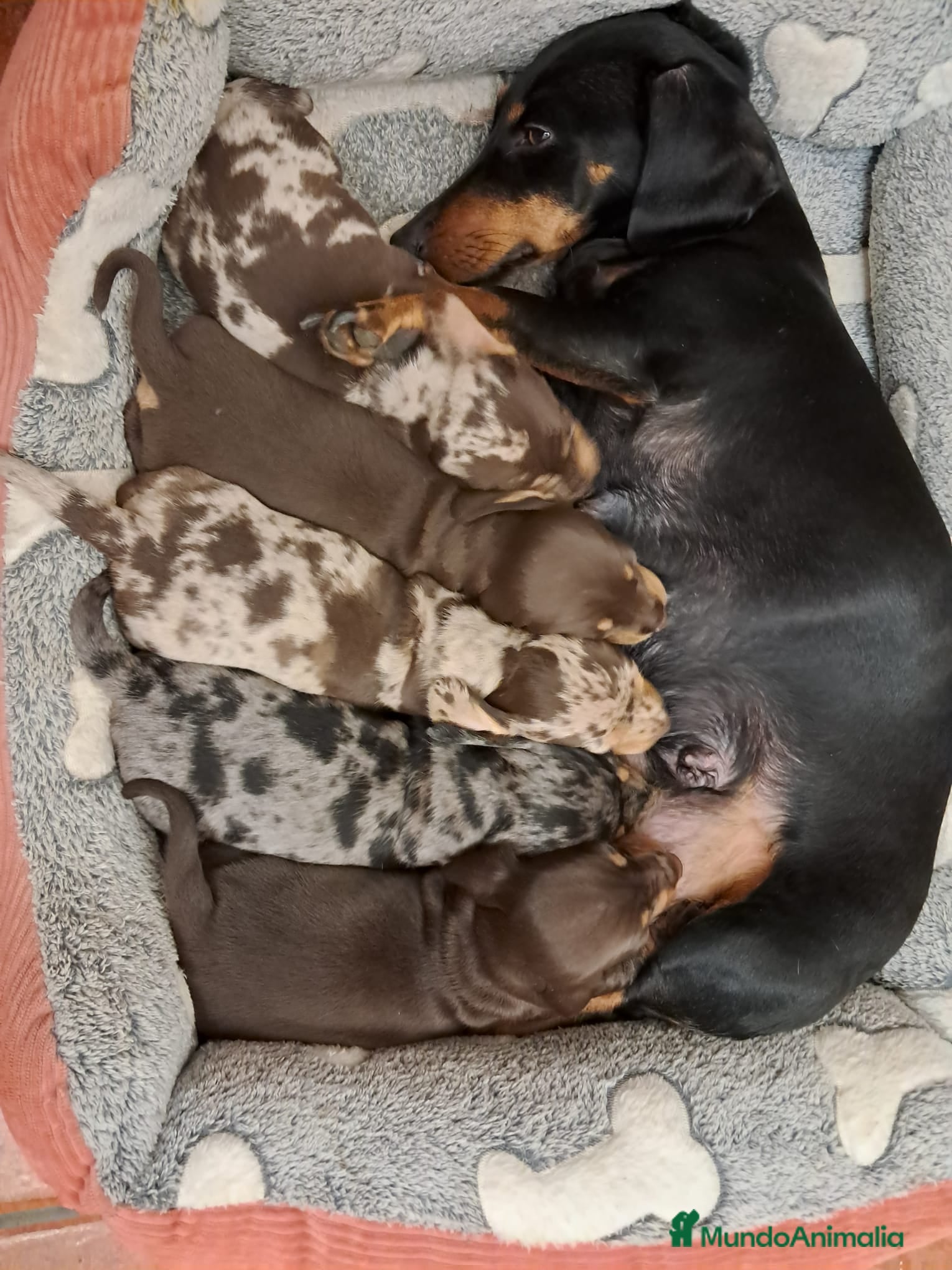 Teckel perros Teckel hembra y macho  - Anuncio 3