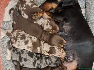 Teckel perros Teckel hembra y macho - Anuncio 26