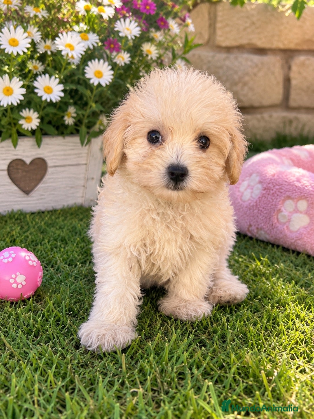 Maltipoo perros PRECIOSO HEMBRA DE MALTIPOO - Anuncio 2