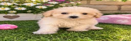 Maltipoo perros en venta: PRECIOSO HEMBRA DE MALTIPOO - Anuncio 1