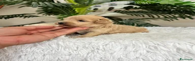 Maltipoo 2
