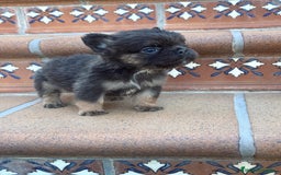 Bulldog Francés perros en venta: 🐶 CAMADA DE BULLDOG FRANCÉS FLUFFY🐶 - Imagen 5