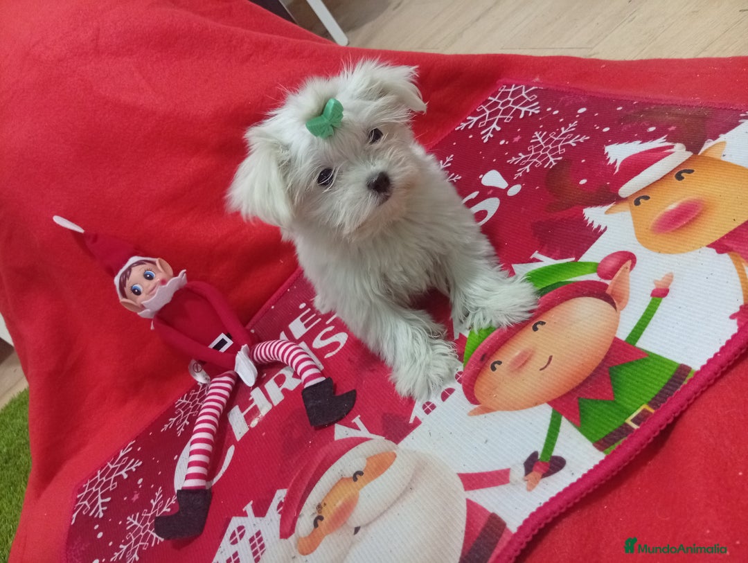 Bichón Maltés perros en venta: PRECIOSA MALTES MINI TOY - Anuncio 2