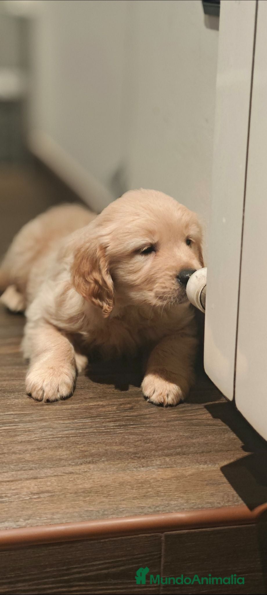 Golden Retriever perros Golden retriever  - Anuncio 1