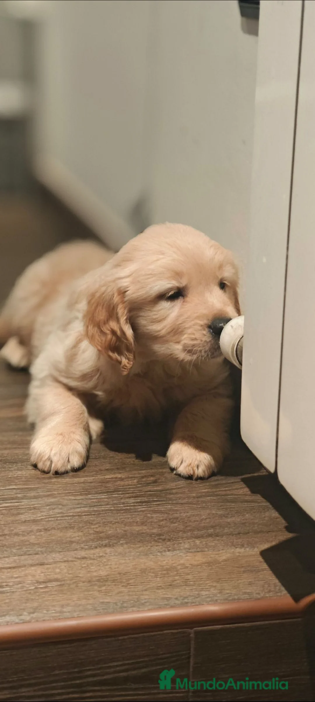 Golden Retriever perros en venta: Golden retriever  - Anuncio 1