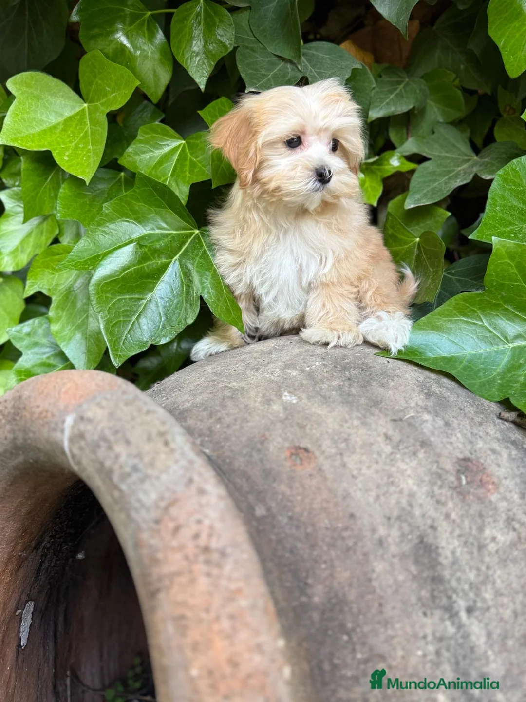 Maltipoo perros en venta: Maltipoo  - Anuncio 2