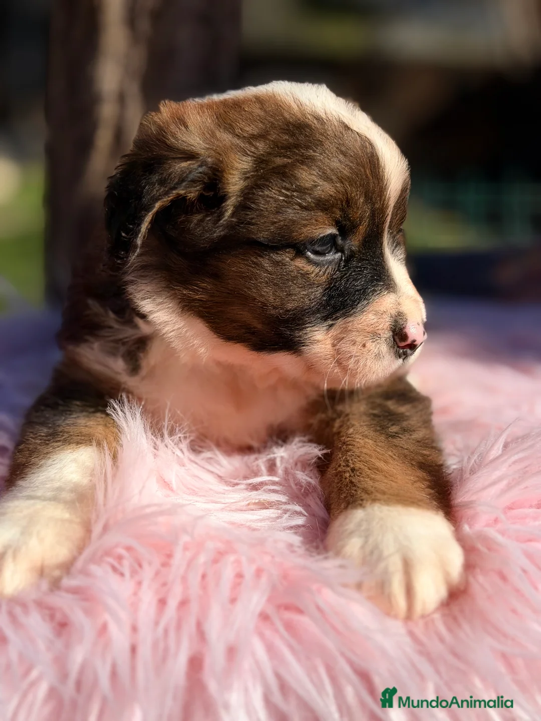Raza Mixta perros en venta: San bernese  - Anuncio 3