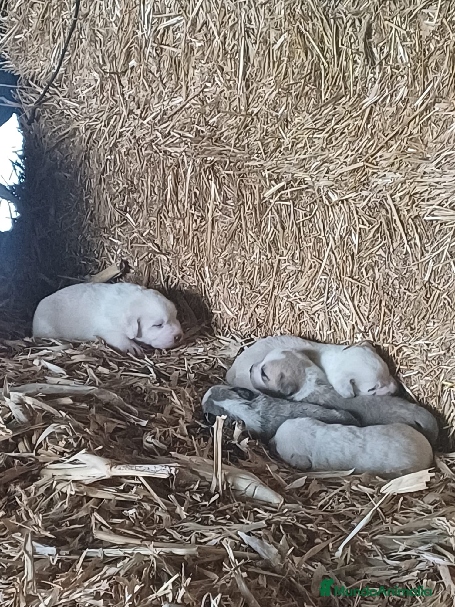 Mastín Español perros MASTIN ESPAÑOL - Anuncio 2