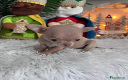 Chihuahua perros en venta: CHIHUAHUA HEMBRA - Anuncio 7