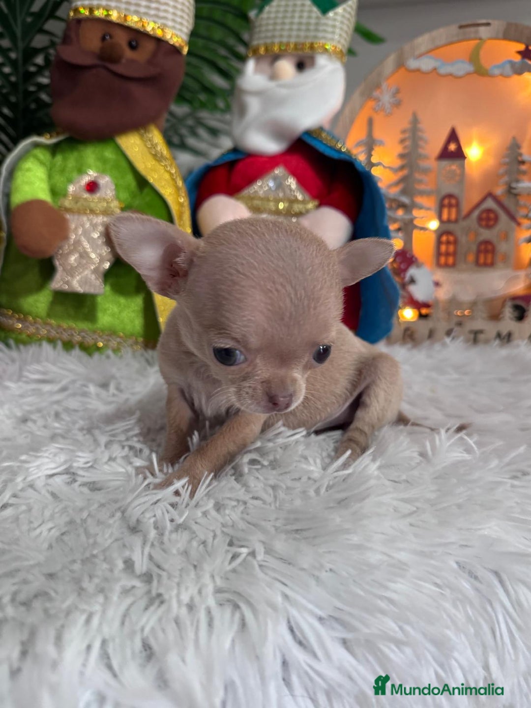 Chihuahua perros en venta: CHIHUAHUA HEMBRA - Anuncio 7