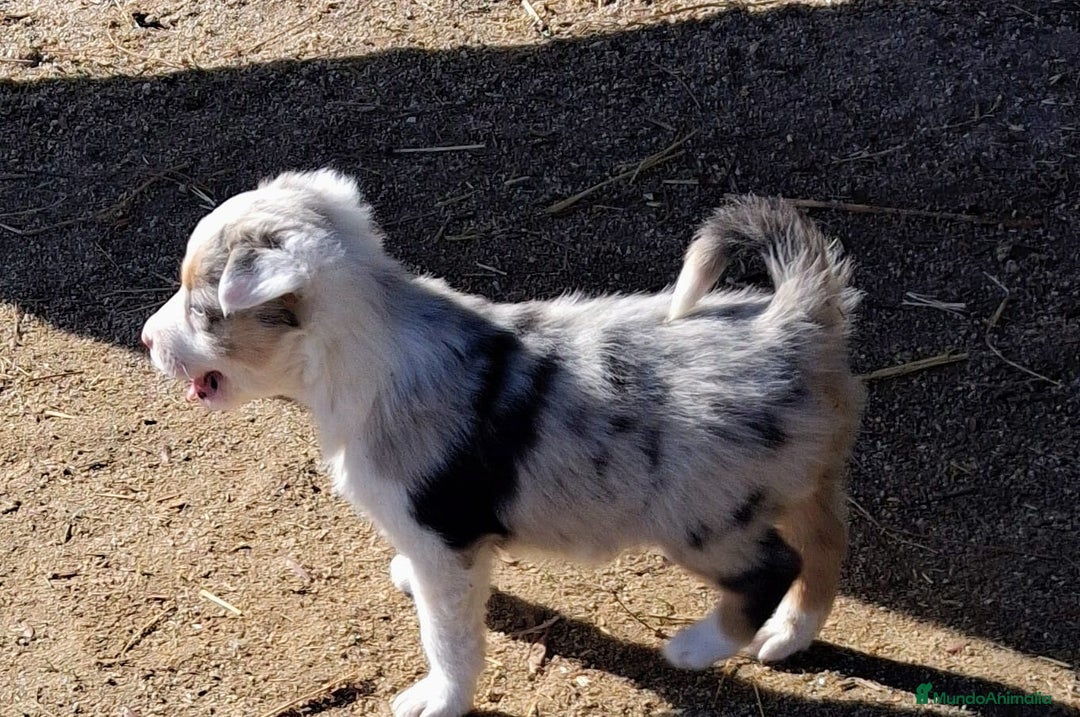 Border Collie perros en venta: Boder collie Getafe  - Anuncio 5