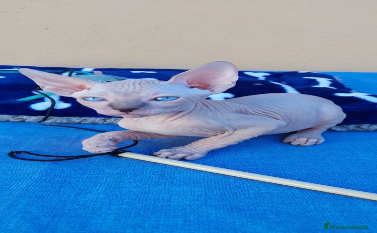 Sphynx gatos - Anuncio 1