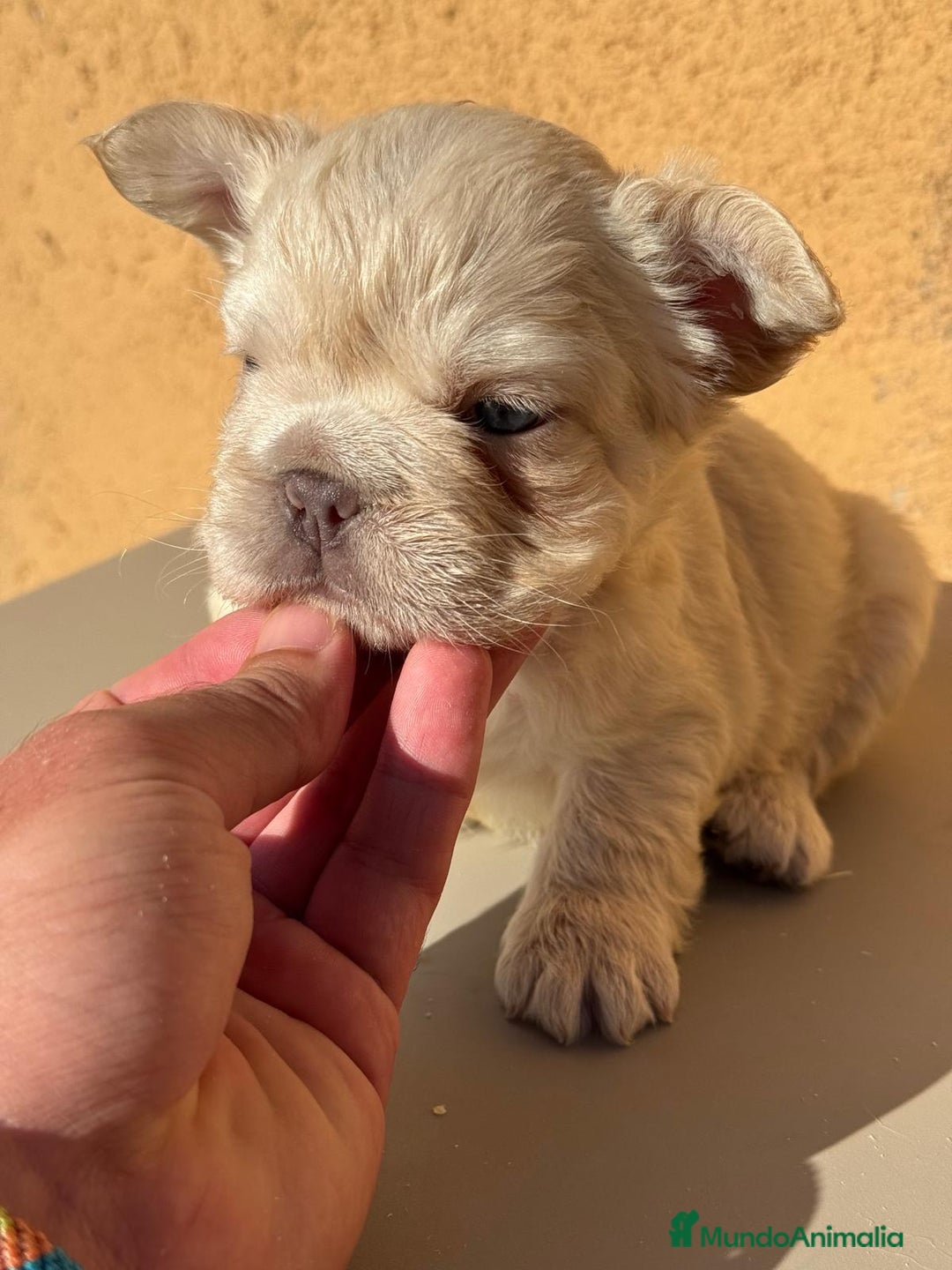 Bulldog Francés perros en venta: CAMADA BULLDOG FRANCÉS FLUFFY - Imagen 1