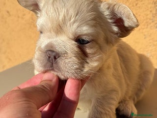 Bulldog Francés perros - Anuncio 39