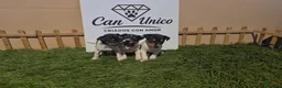 Ratonero Bodeguero Andaluz perros en venta: Bodeguero Andaluz-Calidad, seriedad y seguimiento - Anuncio 8