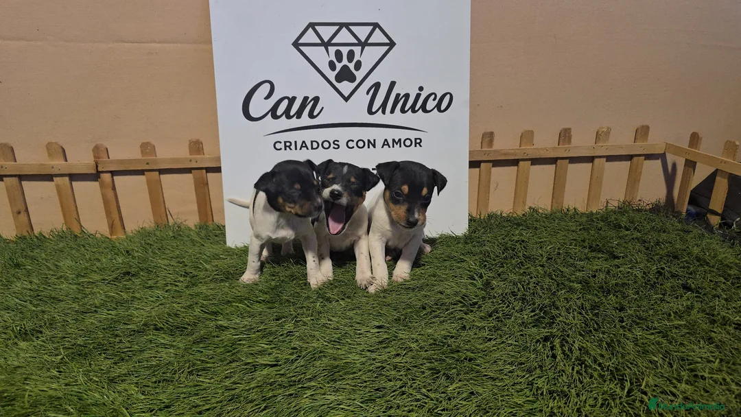 Ratonero Bodeguero Andaluz perros en venta: Bodeguero Andaluz-Calidad, seriedad y seguimiento - Anuncio 8