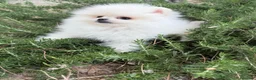 Pomerania perros en venta: Pomerania hembra miniatura!!! - Anuncio 5