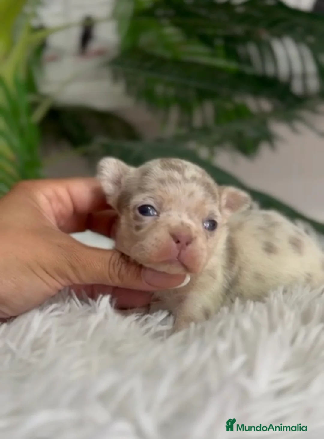 Chihuahua perros en venta: CHIHUAHUA HEMBRA MERLE - Anuncio 7