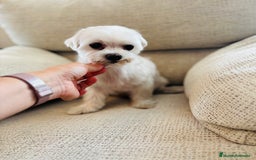 Bichón Maltés perros en adopcion: Bichon maltes hembra en adopcion - Imagen 3