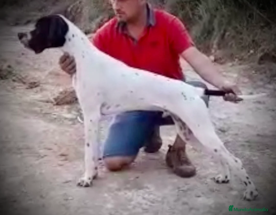 Pointer perros en venta: Pointer inglés CARABY  en Alicante - Anuncio 9