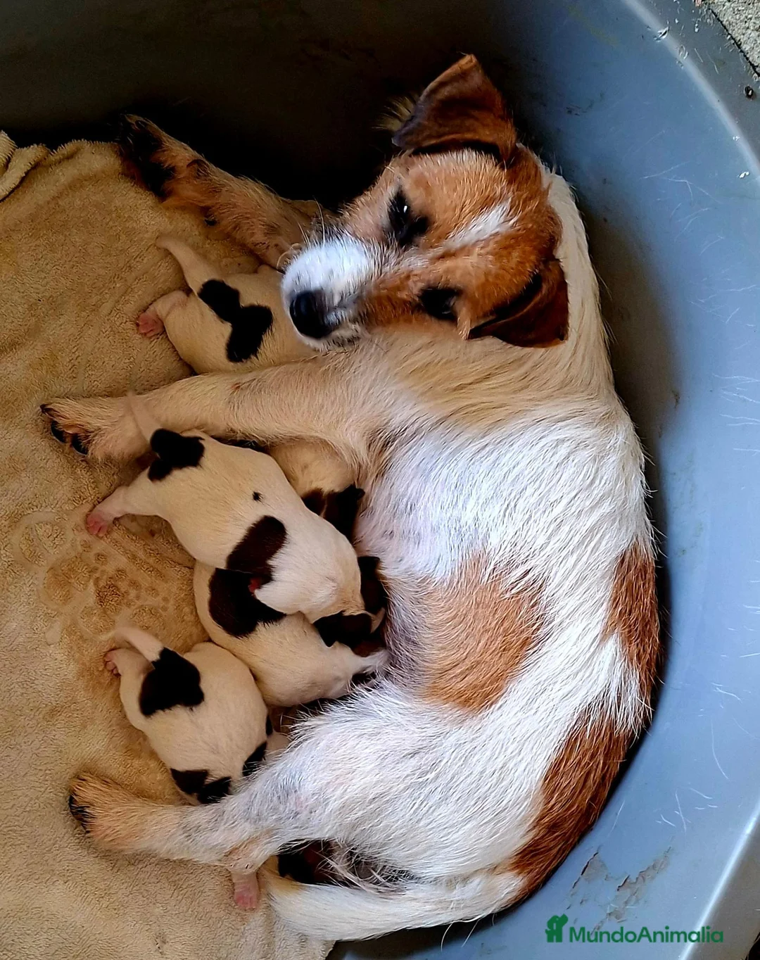 Jack Russell Terrier perros en venta: Jack Russell terrier - Anuncio 1