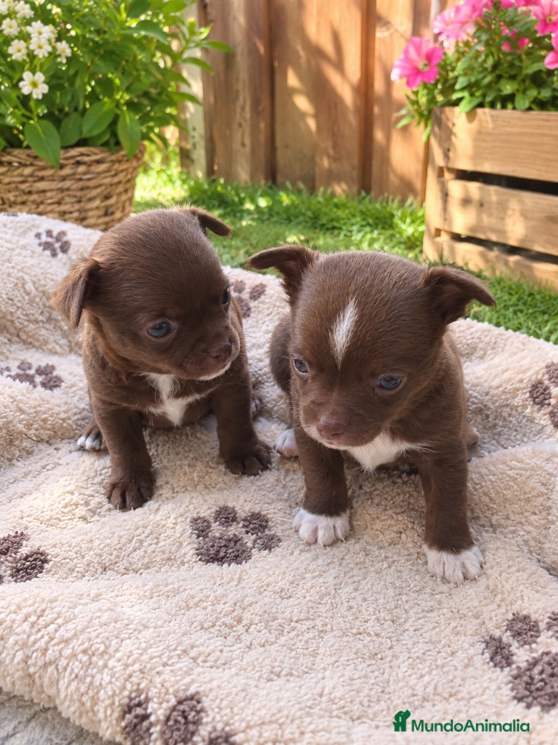 Chihuahua perros en venta: OPORTUNIDAD PRECIOSA PAREJA  - Anuncio 1