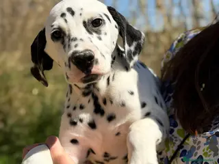 Dálmata perros Dálmata macho - Anuncio 1