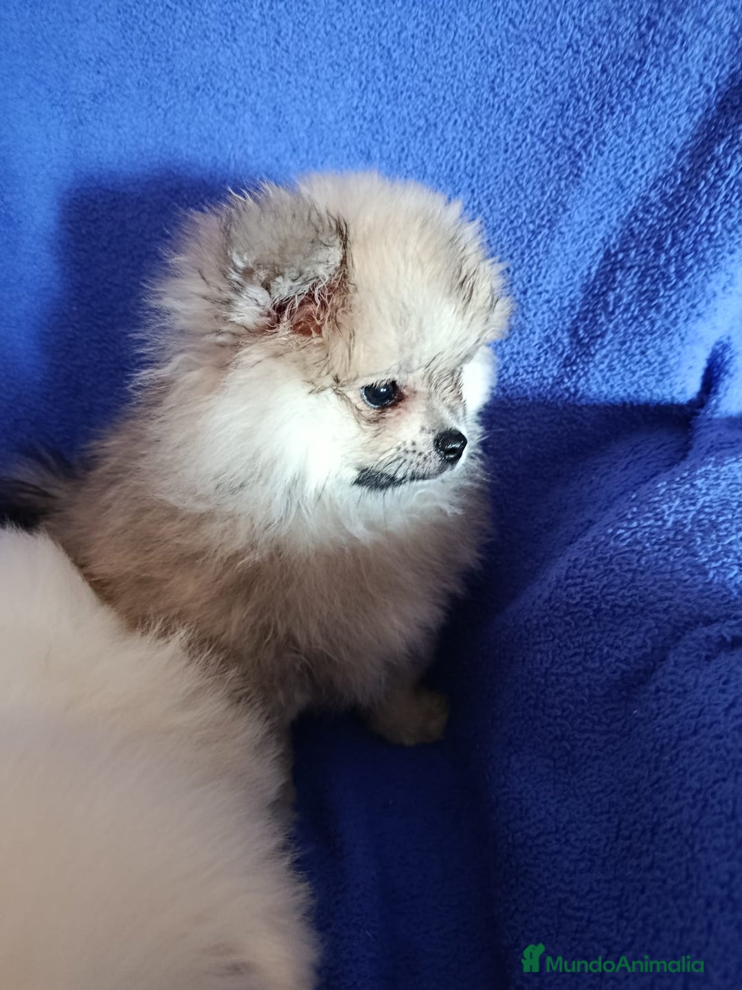 Pomerania perros en venta: Pomerania mini en Valencia  - Imagen 2