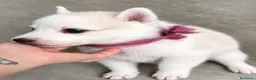 Husky Siberiano perros en venta: HUSKY SIBERIANO  - Anuncio 9