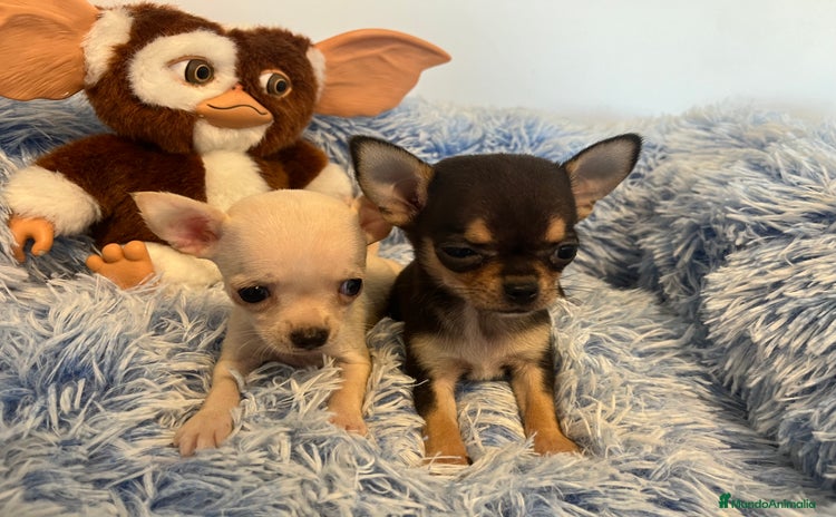 Chihuahua perros - Anuncio 1