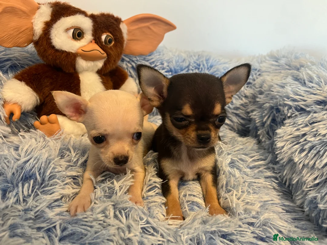 Chihuahua perros en venta: Chihuahuas minis - Anuncio 1