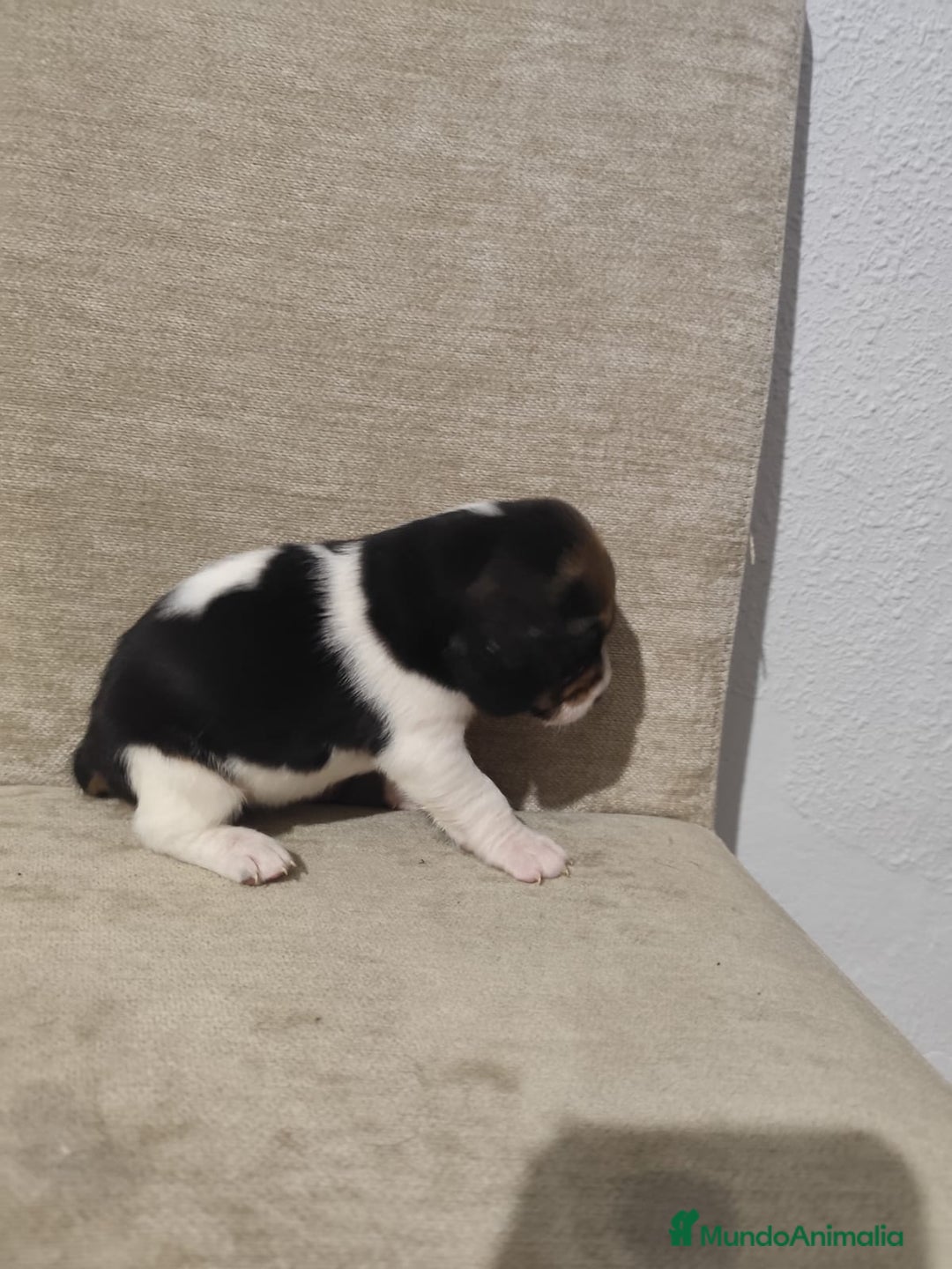 Beagle perros en venta: BEAGLES - Anuncio 8