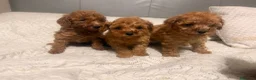 Caniche Toy perros en venta: caniche toy  - Anuncio 1