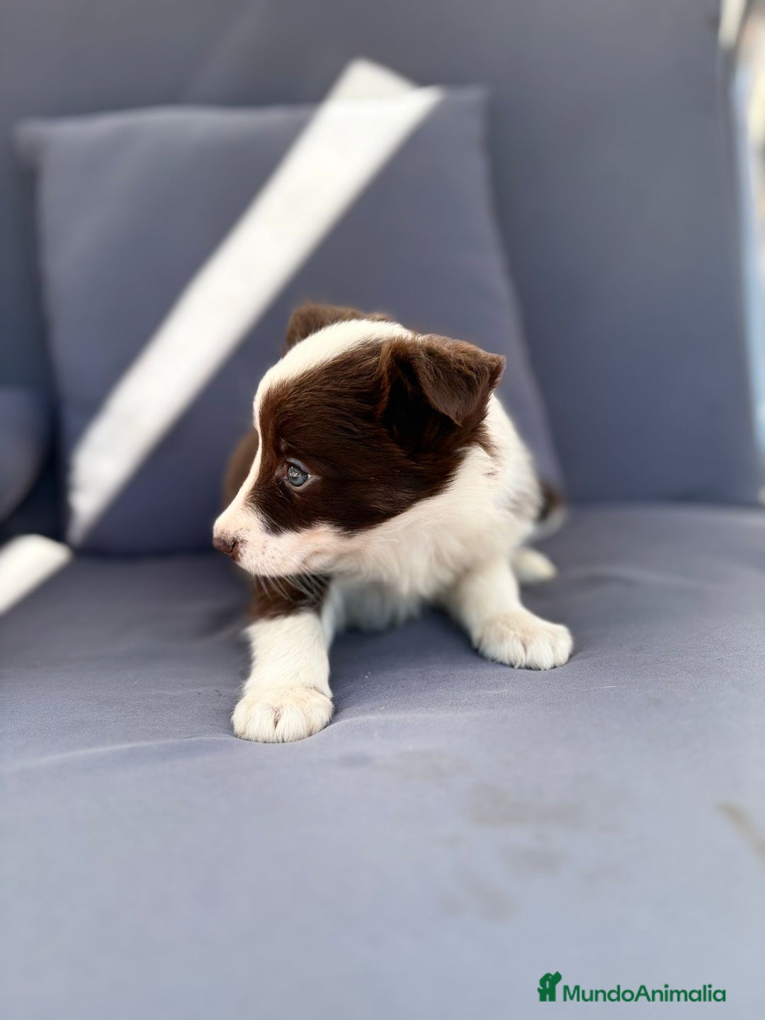 Border Collie perros en venta: Border collie chocolate  - Imagen 10