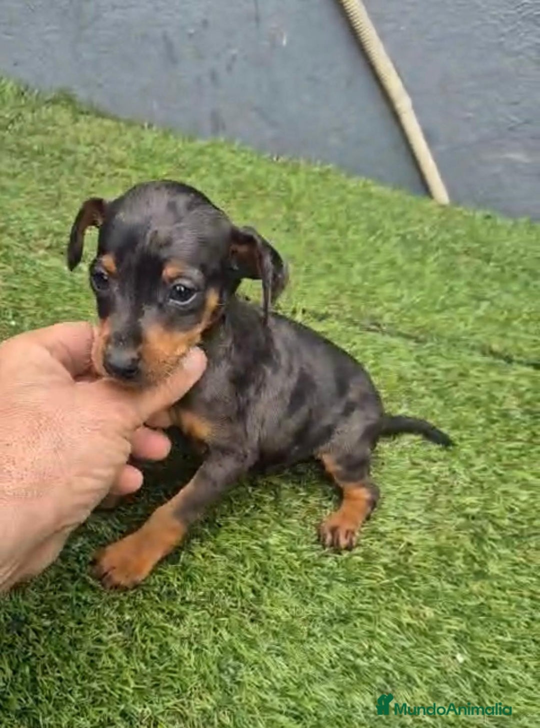 Pinscher Miniatura perros en venta: Mini-pinscher merle blue - Anuncio 4