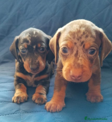 Teckel Miniatura perros - Anuncio 15