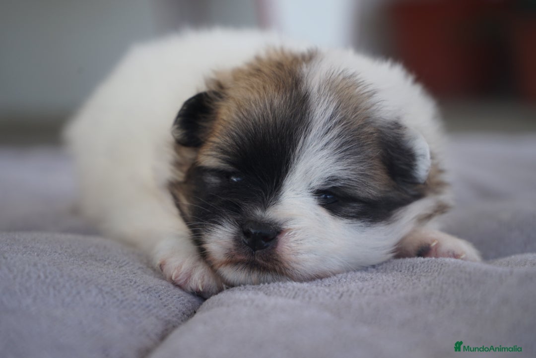 Pomerania perros en venta: ✨ Roscom & Prodigy ✨ - Imagen 1