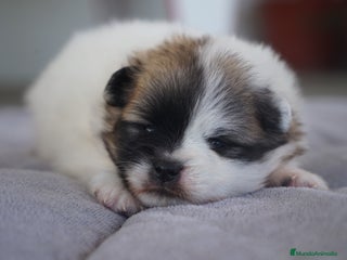 Pomerania perros - Anuncio 27