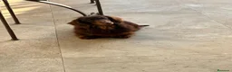 Teckel perros en venta: Machito y hembras de teckel kanichen y miniatura  - Anuncio 1