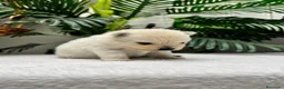 Pomerania perros en venta: POMERANIA - Anuncio 10