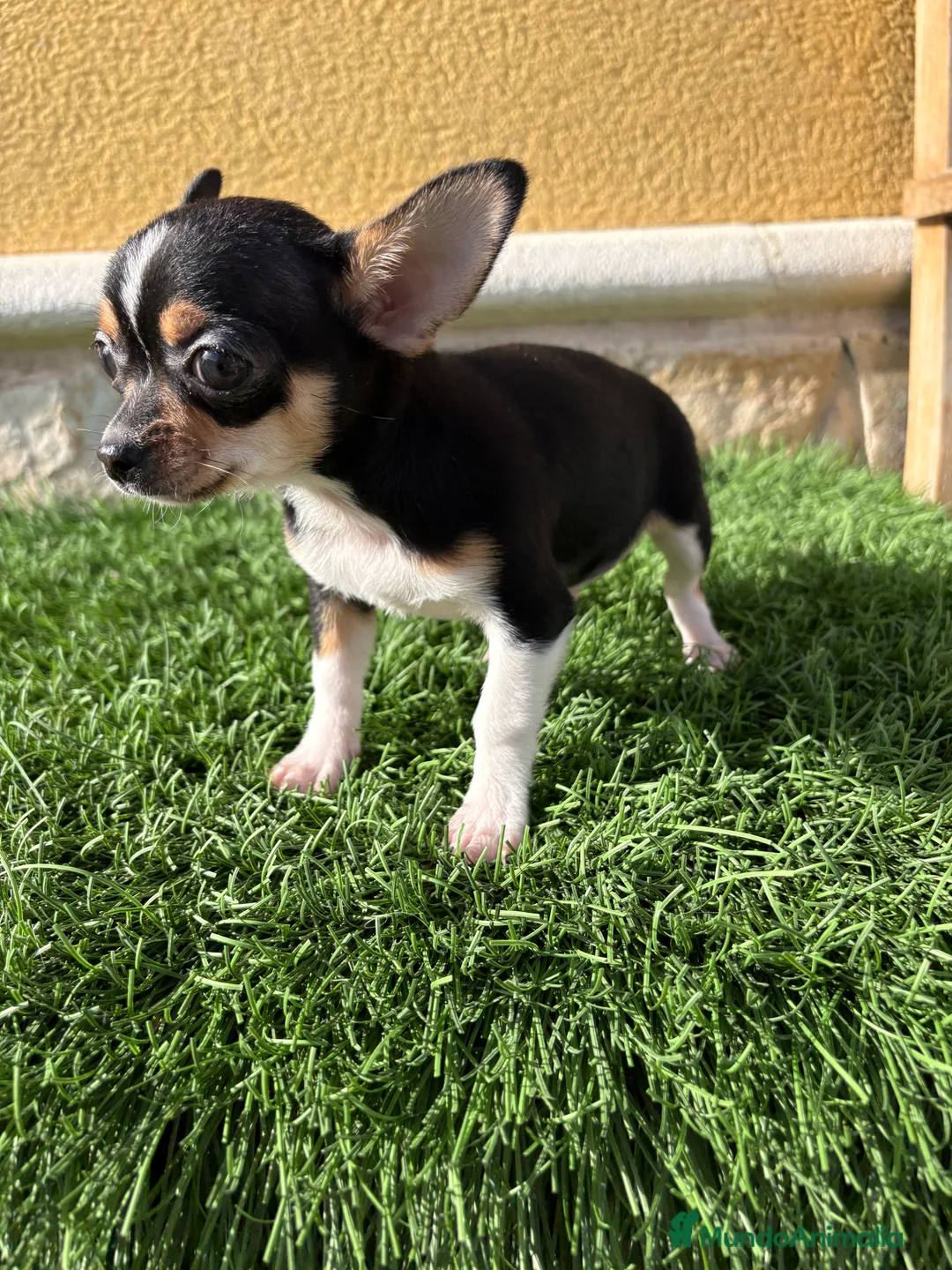 Chihuahua perros en venta: Chihuahua Toy tricolor macho - Anuncio 12