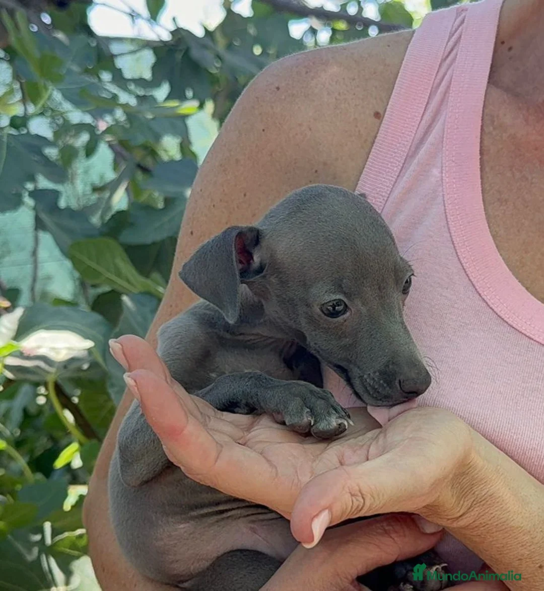Pequeño Lebrel Italiano perros en venta: Pequeño lebrel italiano - Anuncio 2