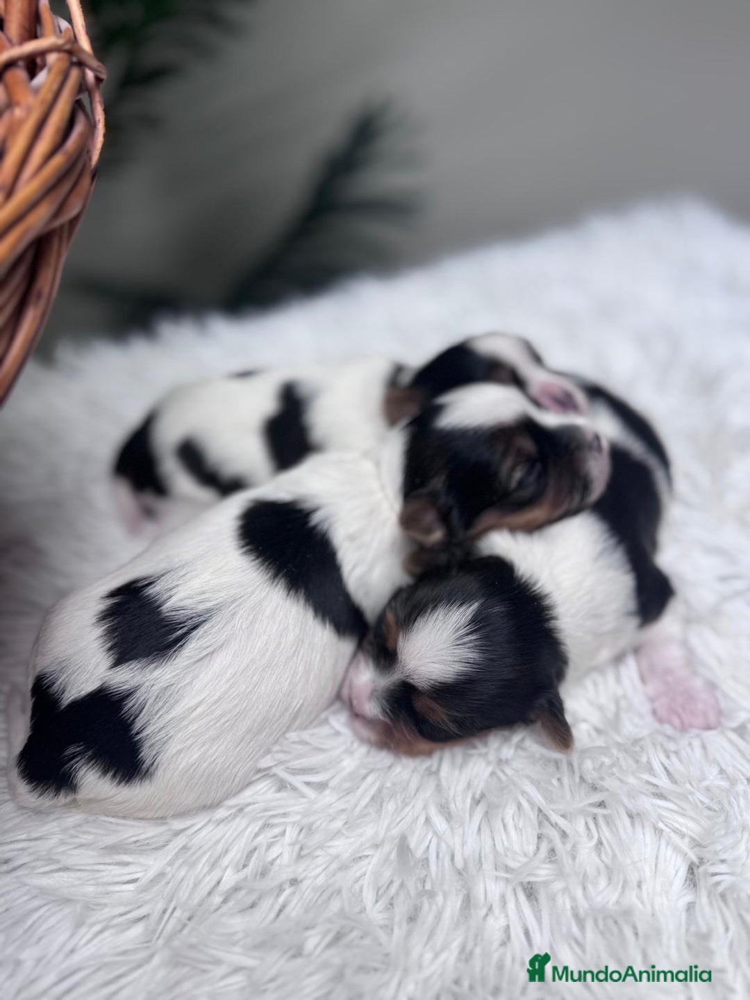 Yorkshire Terrier perros en venta: YORKSHIRE BIEWER HEMBRA - Anuncio 10