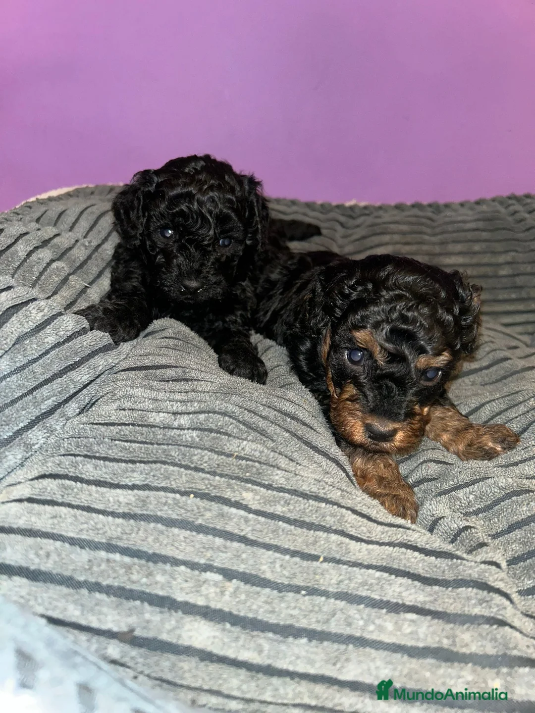 Caniche Toy perros en venta: Caniche toy  - Anuncio 2