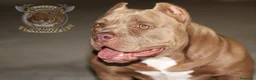 American Bully perros en venta: AMERICAN BULLYS SANGRE DE CAMPEONES en Sevilla - Anuncio 7
