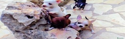 Chihuahua perros en venta: Chihuahua mini. ((disponible entrega inmediata)))  en Alicante - Anuncio 1