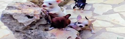 Chihuahua perros en venta: Chihuahua mini. ((disponible entrega inmediata)))  en Alicante - Anuncio 1